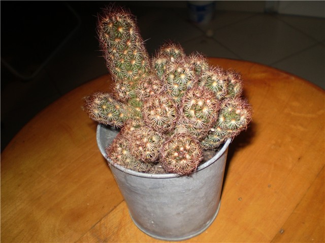 kaktus